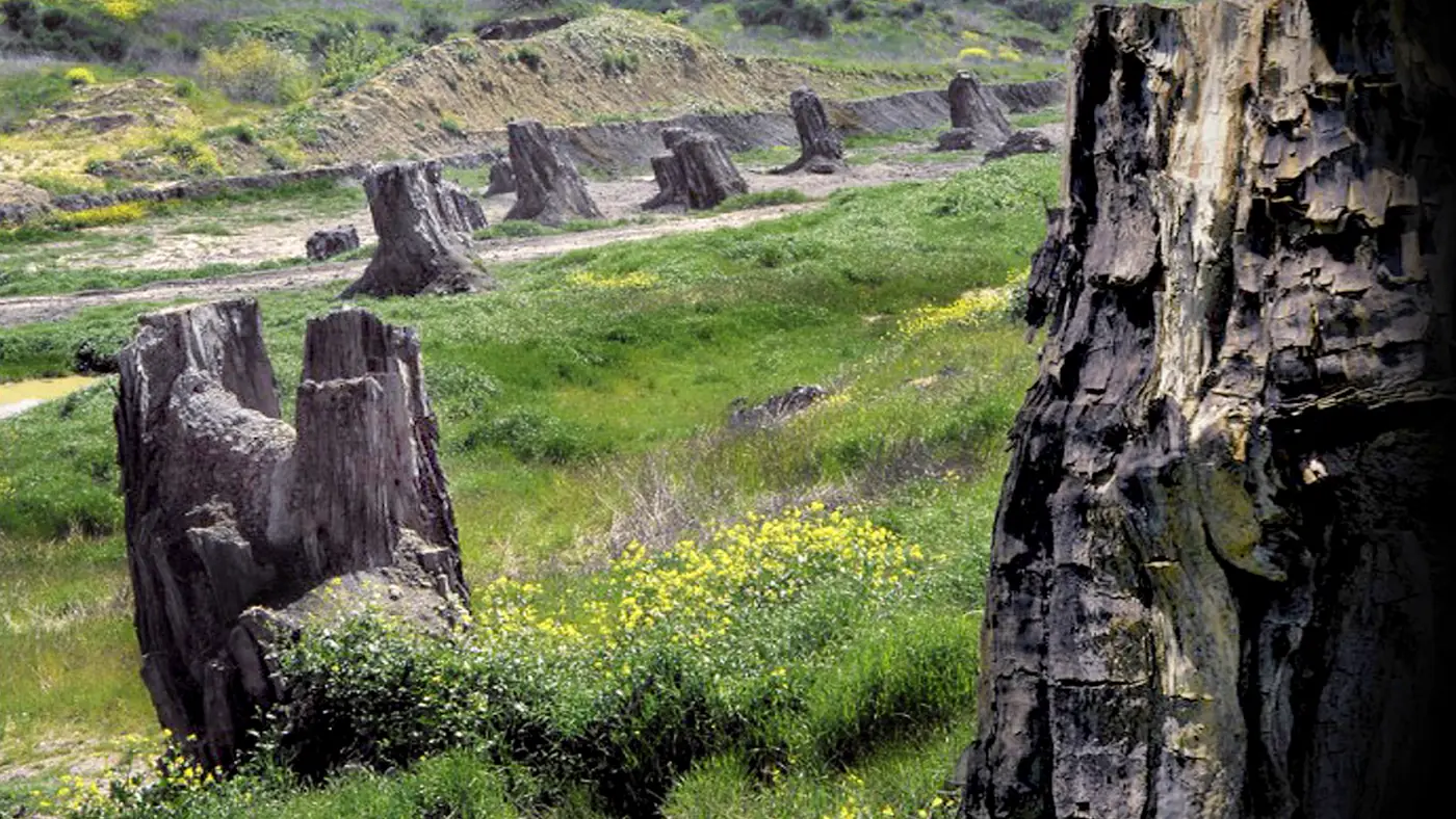 I tronchi della Foresta Fossile di Dunarobba